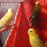 مرغ عشق|پرنده|الوند, |دیوار