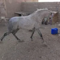 مادیان نیله|اسب و تجهیزات اسبسواری|ماهیدشت, |دیوار