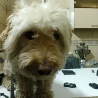 واگذاری سگ شیتزو تریر|سگ|تهران, تهرانپارس غربی|دیوار