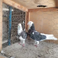 کبوتر