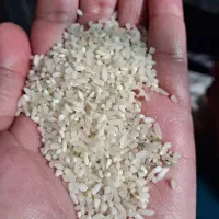 برنج و نیم میم دانه کامفیروزی|خوردنی و آشامیدنی|شیراز, شریف‌آباد|دیوار