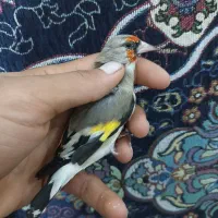 سهره کرمونی نر|پرنده|شیراز, کوشک میدان|دیوار