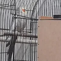 عروس پاریس سخنگو پیشنهاد میکنم توضیحات رو بخونی