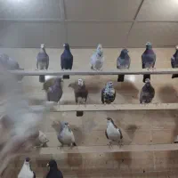 کبوتر|پرنده|رباط‌کریم, رباط‌کریم|دیوار