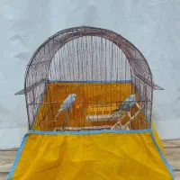 مرغ عشق|پرنده|بندر انزلی, آذربایجان|دیوار