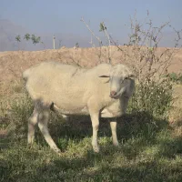 گوسفند نری آلپاین بره قوچ چینی لاکن رومن|حیوانات مزرعه|کرمان, |دیوار