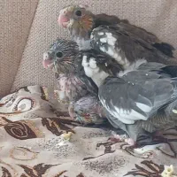 جوجه طوطی عروس هلندی سرلاکی