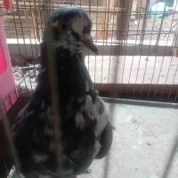 یک عدد کبوتر نر جوان|پرنده|رشت, پل تالشان|دیوار
