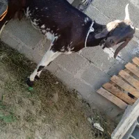 بزپنجاب دورگ آپس بز محلی شیری|حیوانات مزرعه|چابهار, |دیوار