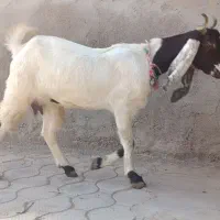 بز افقانی آبستن جهت فروش قیمت 145/000/000|حیوانات مزرعه|اهواز, منازل کارون|دیوار