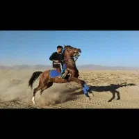 اسب کرد نریون