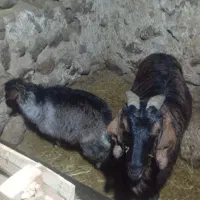 حیوان|حیوانات مزرعه|صومای برادوست, |دیوار