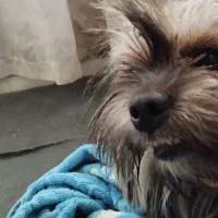 پت شیتزو پامر 8ماهه نر تربیت شده فی2