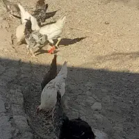 مرغ جوجه|حیوانات مزرعه|ماهیدشت, |دیوار