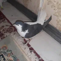 ساده بشرت هوا وجوفتگاه کفتر به شرت|پرنده|مشهد, فدک|دیوار