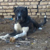 سگ گله سرابی