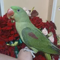 شاه طوطی نر فوق رام