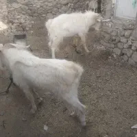 چبش سانن|حیوانات مزرعه|نهبندان, |دیوار