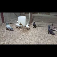 کبوتر  همش نر