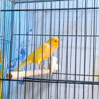 قناری نر و ماده