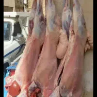گوسفند زنده نر