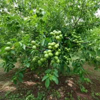 نهال گردو ژنوتیپ برتر تضمین باردهی بالا
