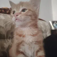 واگذاری بچه گربه 4 ماهه با وسایل