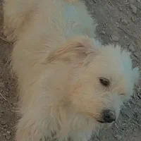 سگ پاکوتا|سگ|مشهد, قائم|دیوار