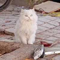 گربه پرشین|گربه|گناباد, |دیوار