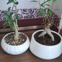 بنسای گل های زینتی زیبا زینتی انار اسپاتی فیلیوم|گل و گیاه طبیعی|کرمانشاه, |دیوار