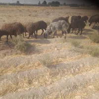 فروش میش وبره