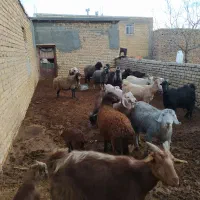 فروش بزابستن وکهره دار|حیوانات مزرعه|وردشت, |دیوار