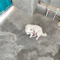 واگذاری دوعدد سگ پاکوتاه به همراه یک توله