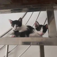 بچه گربه