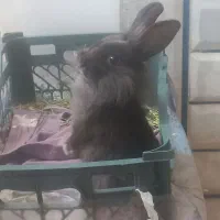 خرگوش