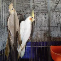 عروس هلندی