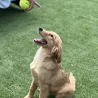 سگ گلدن رتریور واگذاری