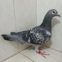 دمبی و سبز پلاکی و کوهی اصل|پرنده|شیراز, وزیرآباد|دیوار