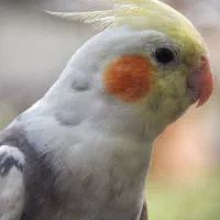 عروس هلندی کمیاب