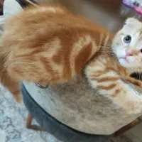 گربه اسکاتیش فولد گلد