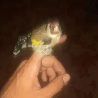 سهره نر بخون