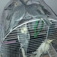 یک جفت عروس هلندی مولد همراه سه جوجه