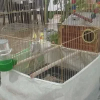 جفت به شرط تخم و جوجه|پرنده|داورزن, |دیوار