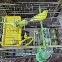 مرغ عشق|پرنده|تهران, سوهانک|دیوار