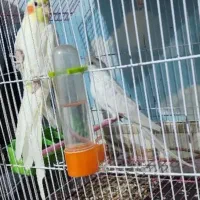 طوطی عروس|پرنده|بندر ماهشهر, |دیوار