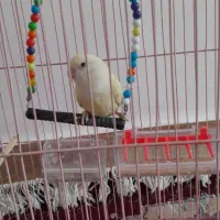 یه جفت طوطی،یه جفت مرغ عشق،یه جفت فنچ|پرنده|کوهدشت, |دیوار