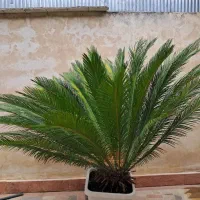 سیکاس|گل و گیاه طبیعی|رشت, تازه آباد|دیوار