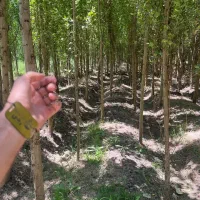 فروش نهال صنوبر ۳ متری|خدمات باغبانی و درختکاری|اردستان, |دیوار