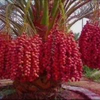 خریدار نخل خرما