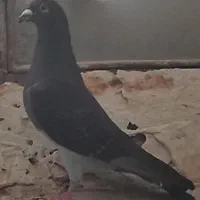 کفتر ،کبوتر،کلاغ،پرنده